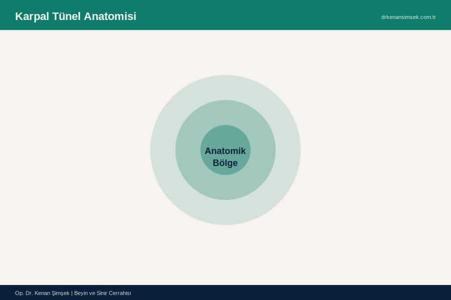 Karpal Tünel Anatomisi